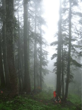 Photo of conifer forest in fog with staff working at the bases of the tall trees.