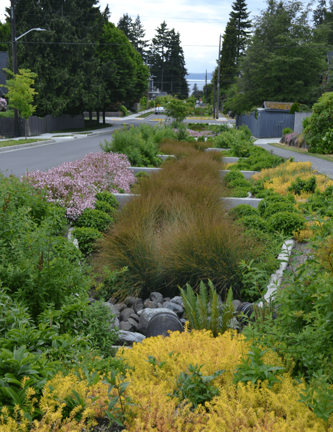 The photo is of a green stormwater infrastructure, that is between a street and sidewalk. This infrastructure has a bioretention system, so it has landscaping that is designed to filter pollutants from entering the waterways. The landscaping includes grasses, shrubs of different colors, and soils.