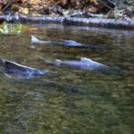 Salmon swimming in a shallow forest stream.