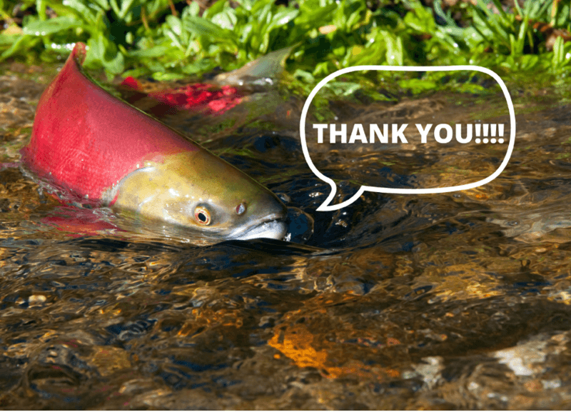 Closeup photo of sockeye salmon in stream with a cartoon style speech bubble saying "thank you!"