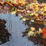 Fallen leaves causing ponding of water.