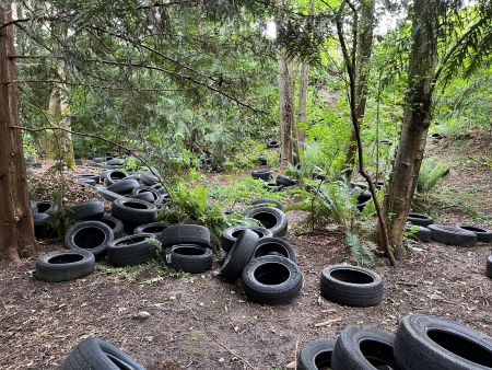 Tires dumped in a wooded natural area.